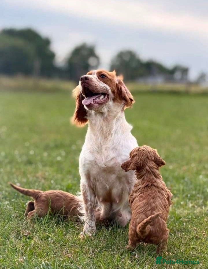 Cockapoo dogs Stunning F1 cockapoo puppies - Advert 1