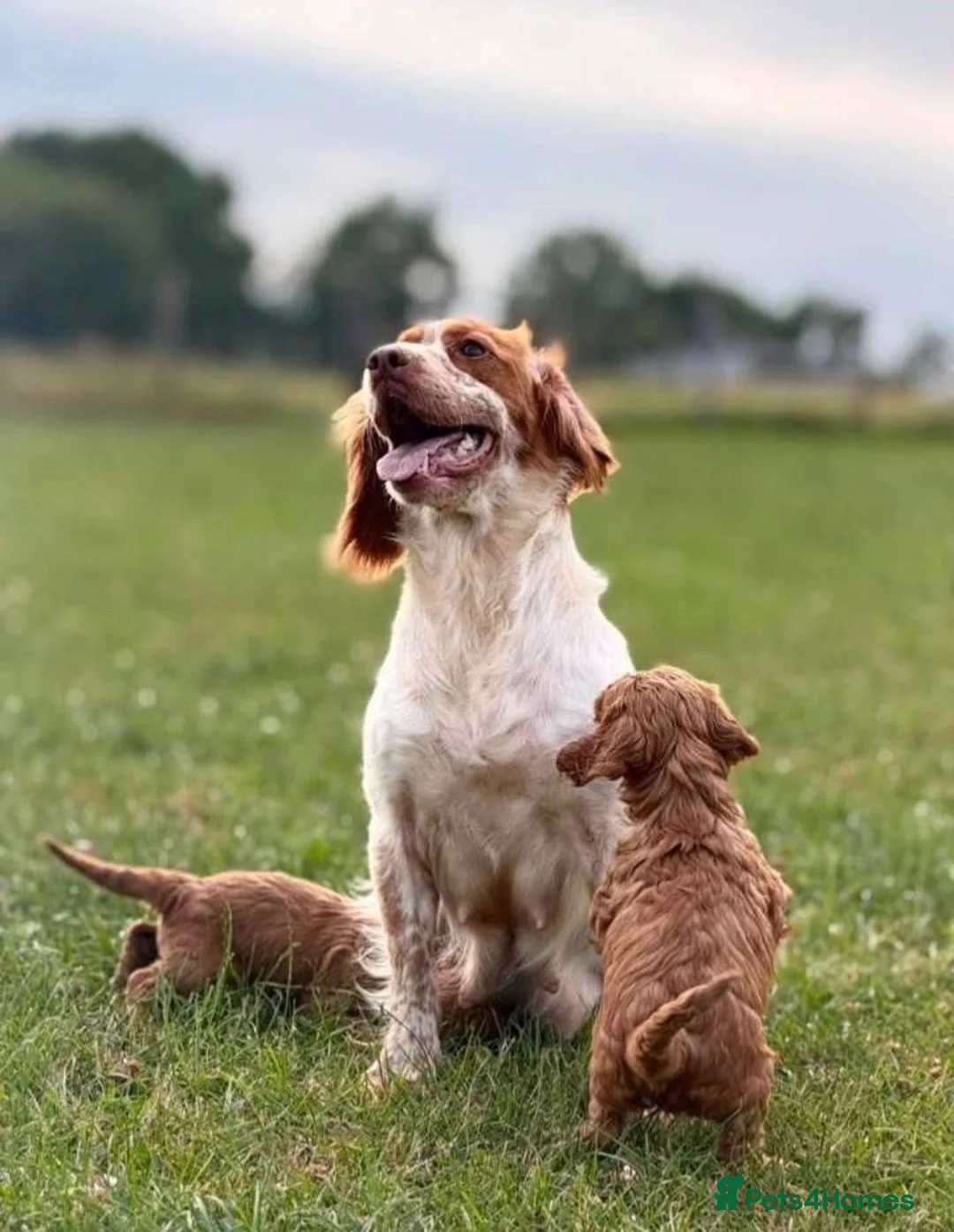 Cockapoo dogs for sale: Stunning F1 cockapoo puppies - Advert 1