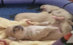 Chihuahua dogs for sale: Short-Haired Applehead Chihuahuas - Image 17