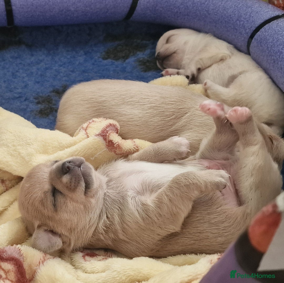 Chihuahua dogs for sale: Short-Haired Applehead Chihuahuas - Image 17