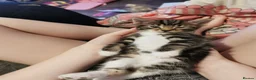 Mixed Breed cats for sale: 3 baby kittens  - Advert 5