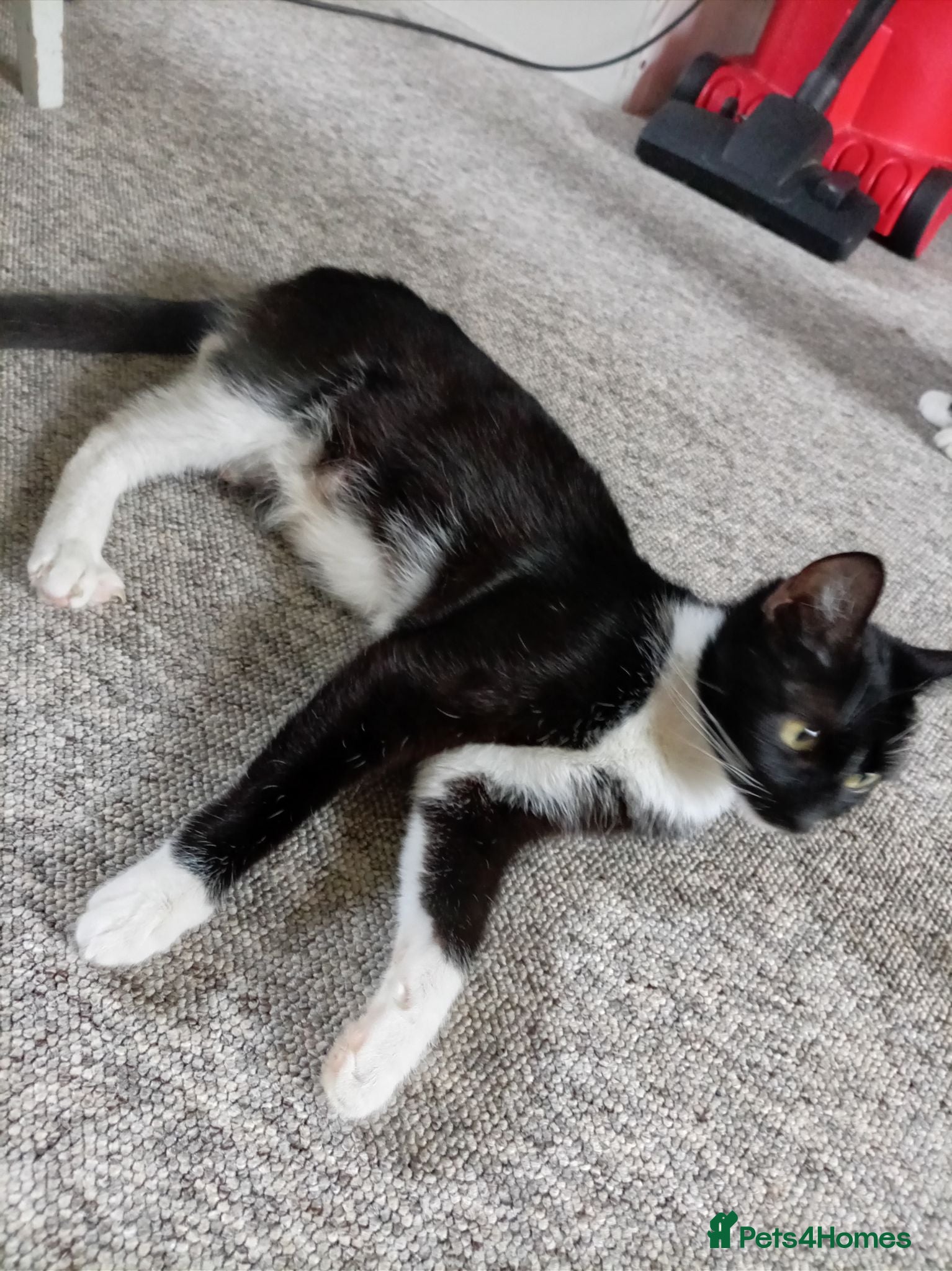 British Shorthair cats Pure tuxedo kittens - Advert 1
