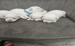 Maltese dogs for sale: 🐾 Adorable Maltese Puppies 🐾  - Image 1