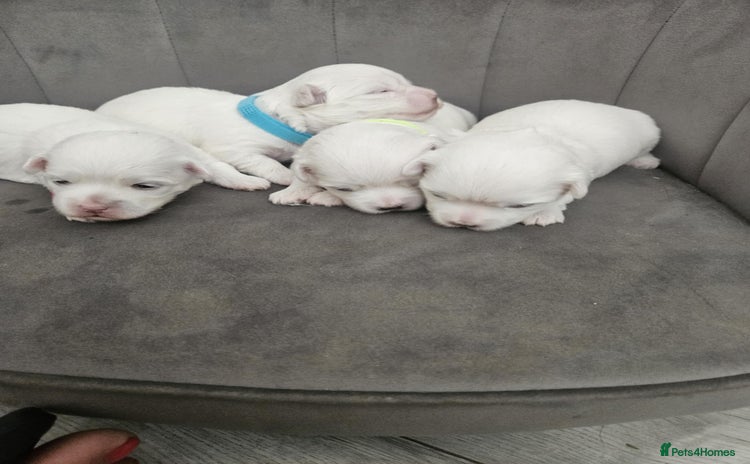 Maltese dogs - Advert 1