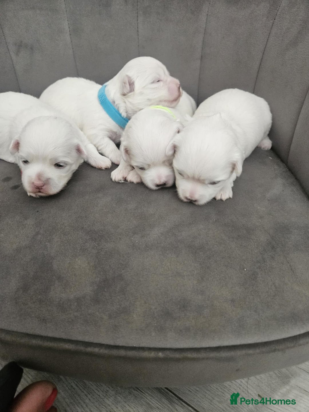 Maltese dogs for sale: 🐾 Adorable Maltese Puppies 🐾  - Image 1