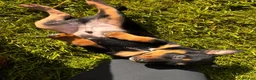 Australian Kelpie dogs for sale: Kelpie dog pup in Ilfracombe - Advert 5