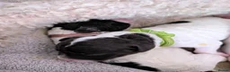Spanish Water Dog dogs for sale: Spanish water dog  - Advert 3
