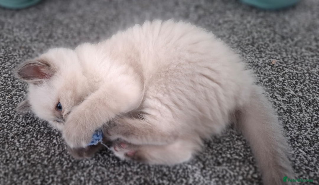 Ragdoll cats for sale: Beautiful Ragdolls 4 boys and 2 girls  - Image 19