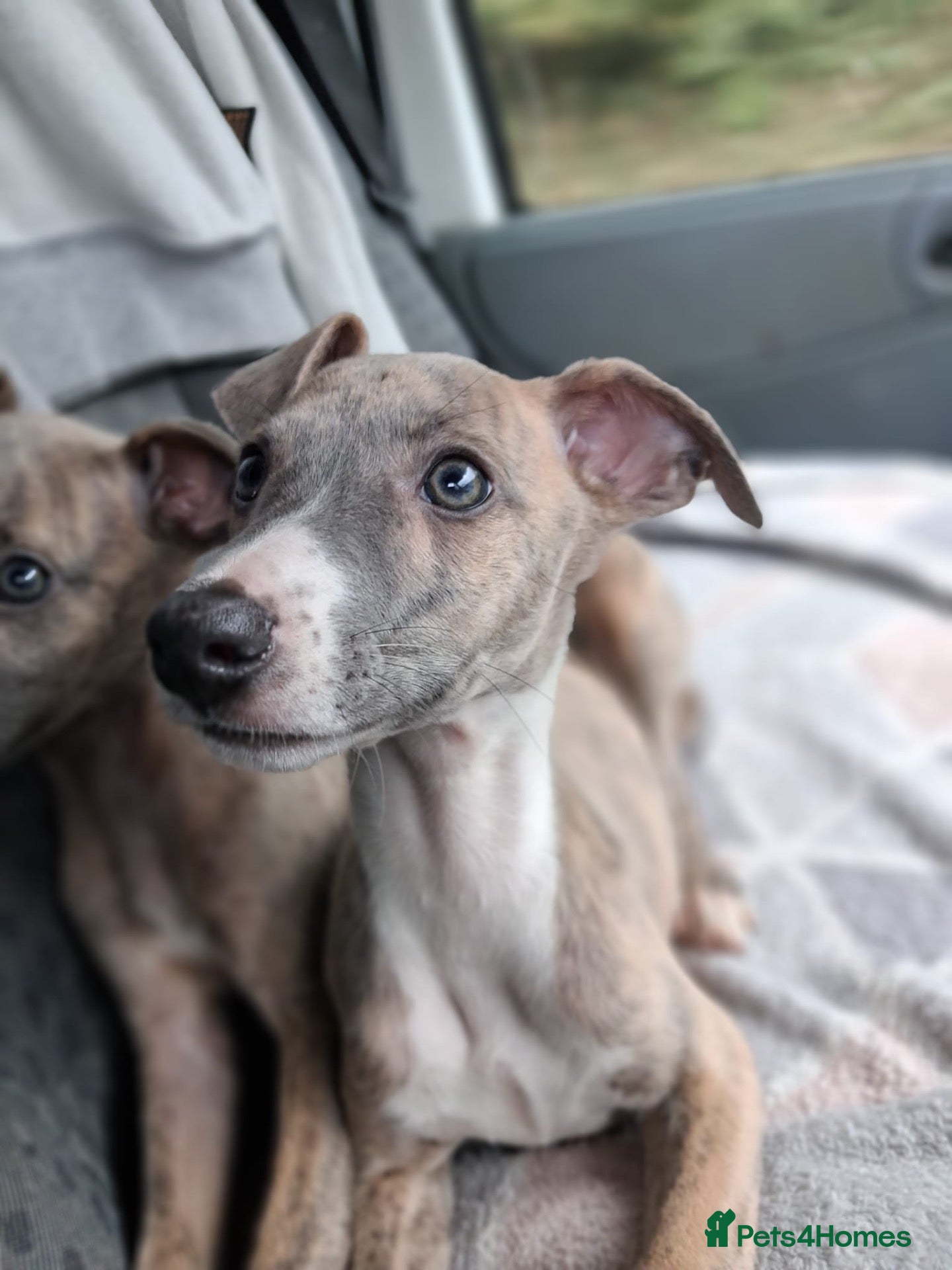 Whippet dogs Exceptional litter of KC whippets - Advert 2