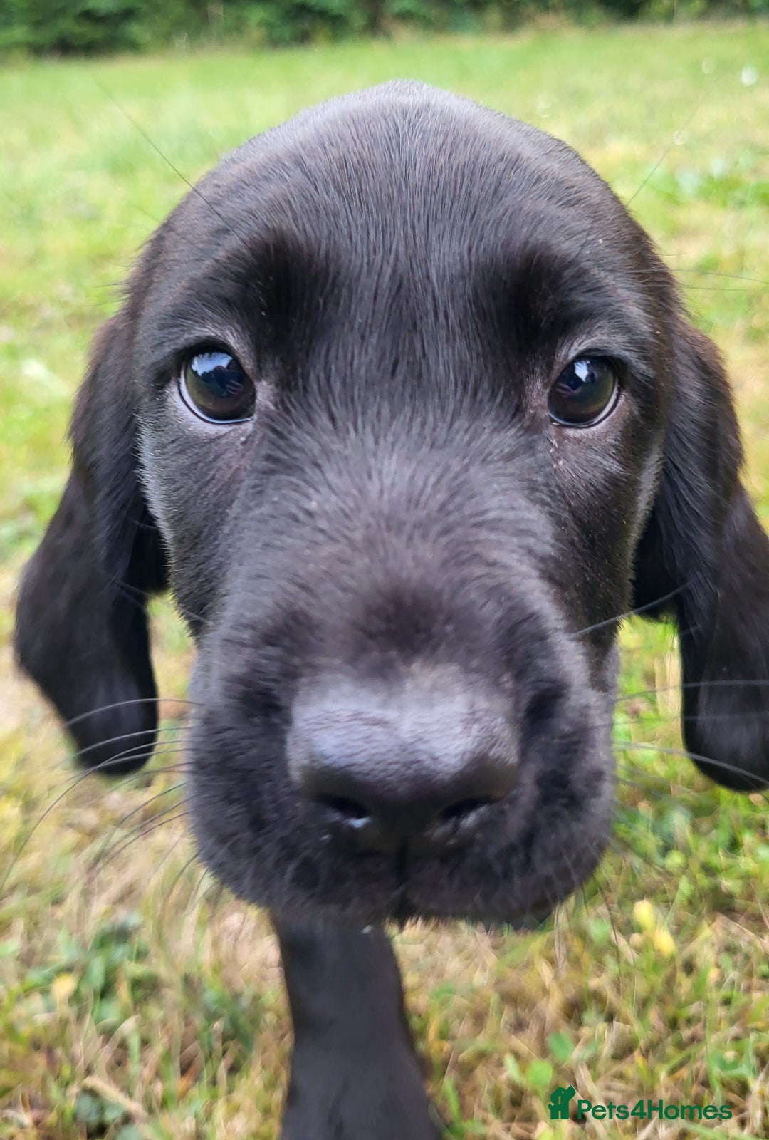 Springador dogs for sale: Gorgeous Springador Puppies - Image 6