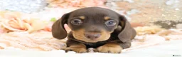 Miniature Dachshund dogs for sale: KC Miniature Dachshund Puppies - Advert 12