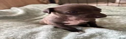 Italian Greyhound dogs for sale: Italian greyhound puppies  in Horsham - Advert 2