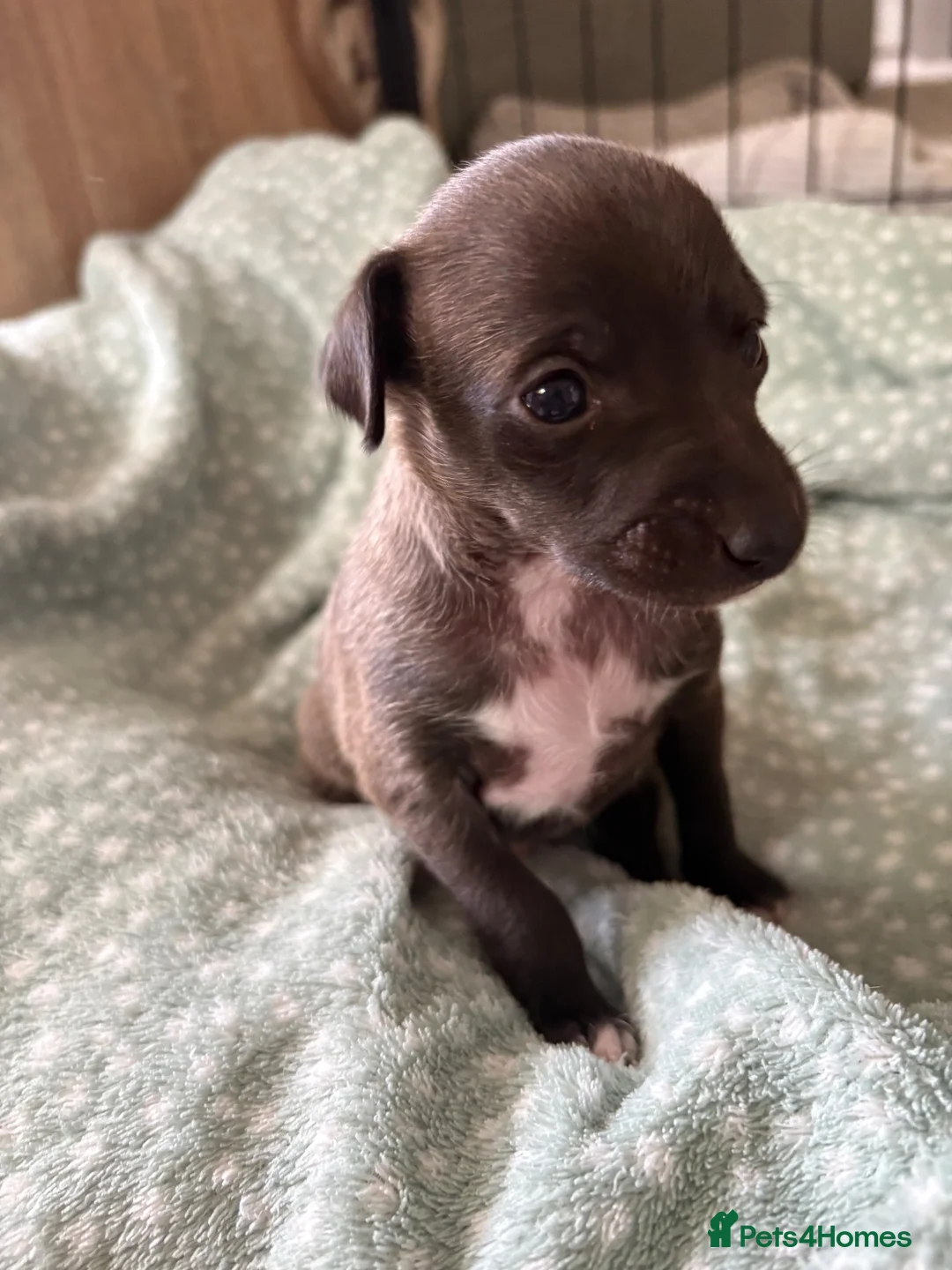 Italian Greyhound dogs for sale: Italian greyhound puppies  in Horsham - Advert 2