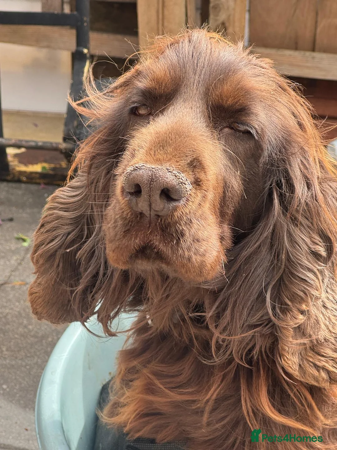 Cocker Spaniel dogs for sale: chocolate brown cocker spaniel - Advert 3