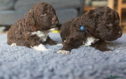 Lagotto Romagnolo dogs for sale: Lagotto Romagnolo Puppies - Pedigree KC Litter - Image 12