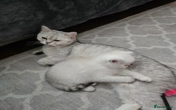 British Shorthair cats for sale: Last handsome siver boy available - Image 7