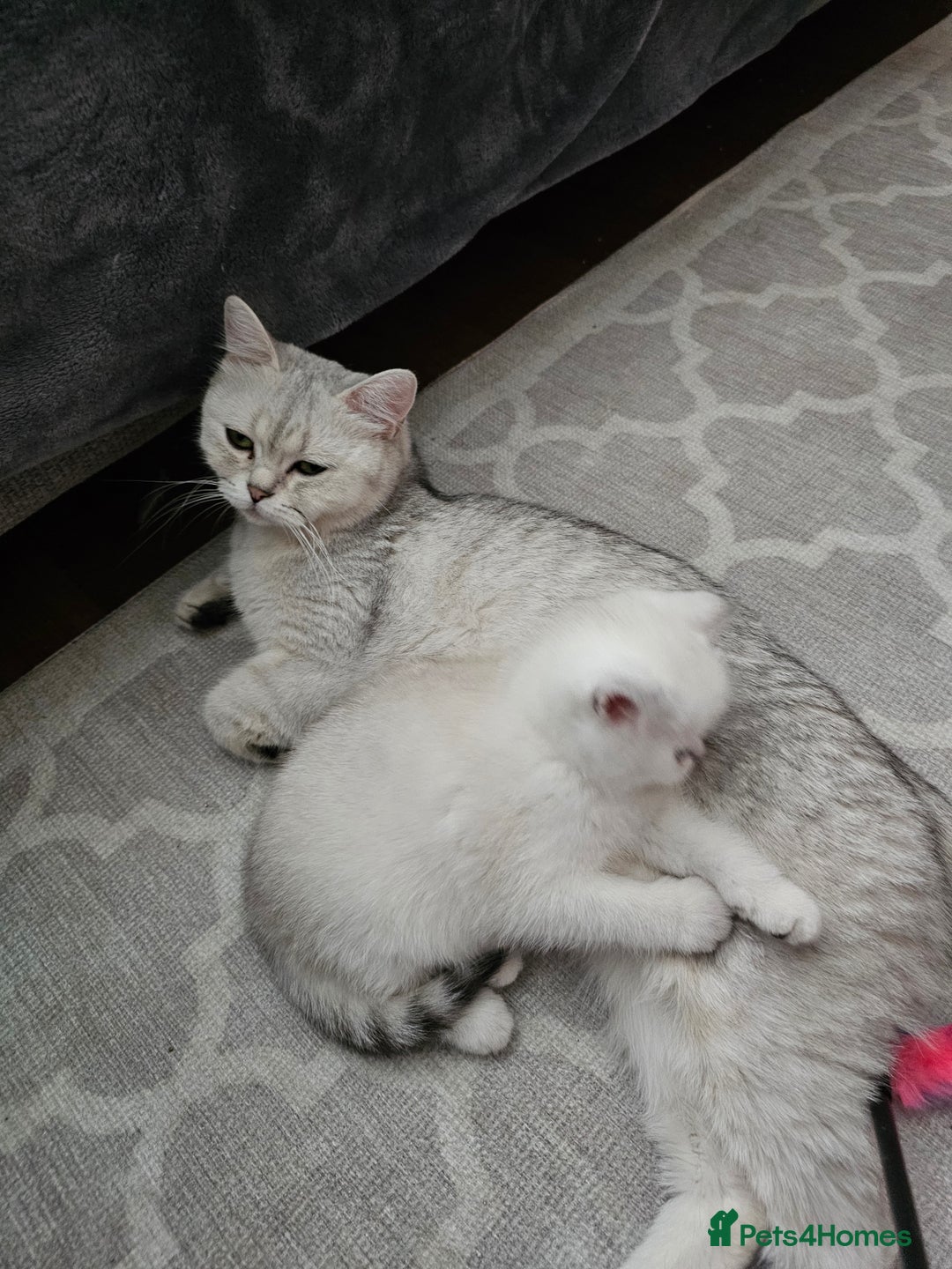 British Shorthair cats for sale: Last handsome siver boy available - Image 7