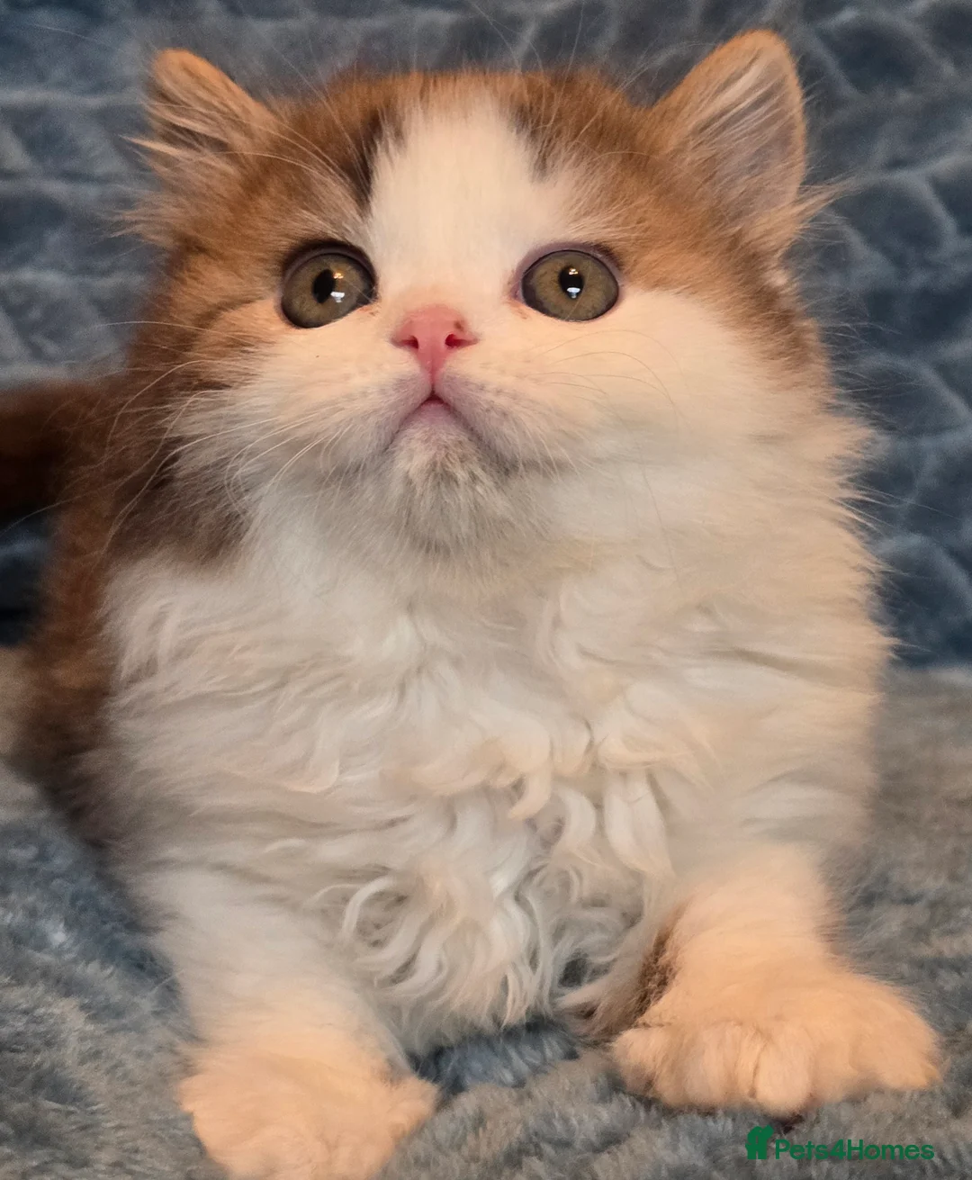 British Shorthair cats for sale: TICA registered British shorthair kittens - Advert 5