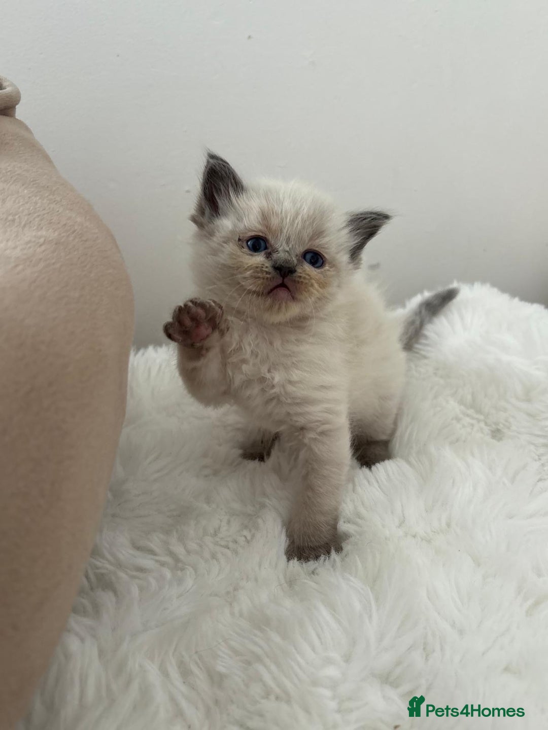 Ragdoll cats for sale: 🐾 Kitten 1 – Female Ragdoll - Image 1
