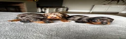 Miniature Dachshund dogs for sale: Wonderful litter of miniature dachshunds  - Advert 8