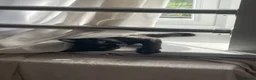 Mixed Breed cats for sale: 8 months old black kitten  in Blackwood - Advert 4