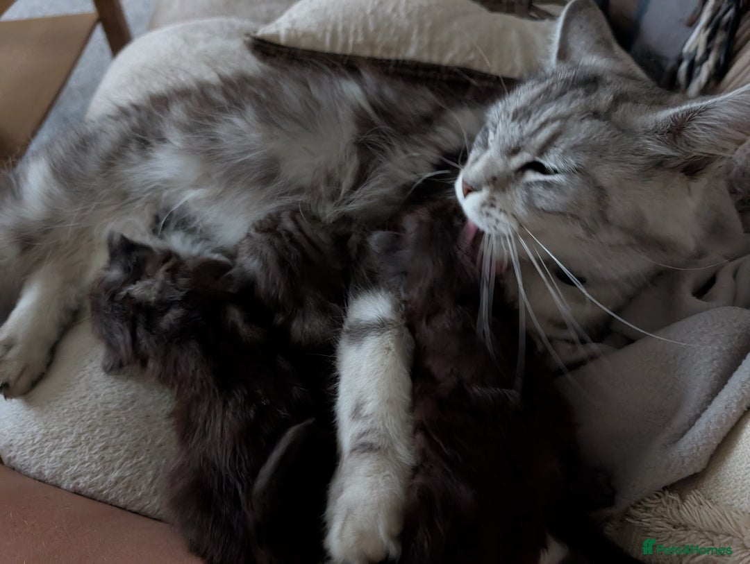 Maine Coon cats for sale: Gorgeous main coon x - Image 7
