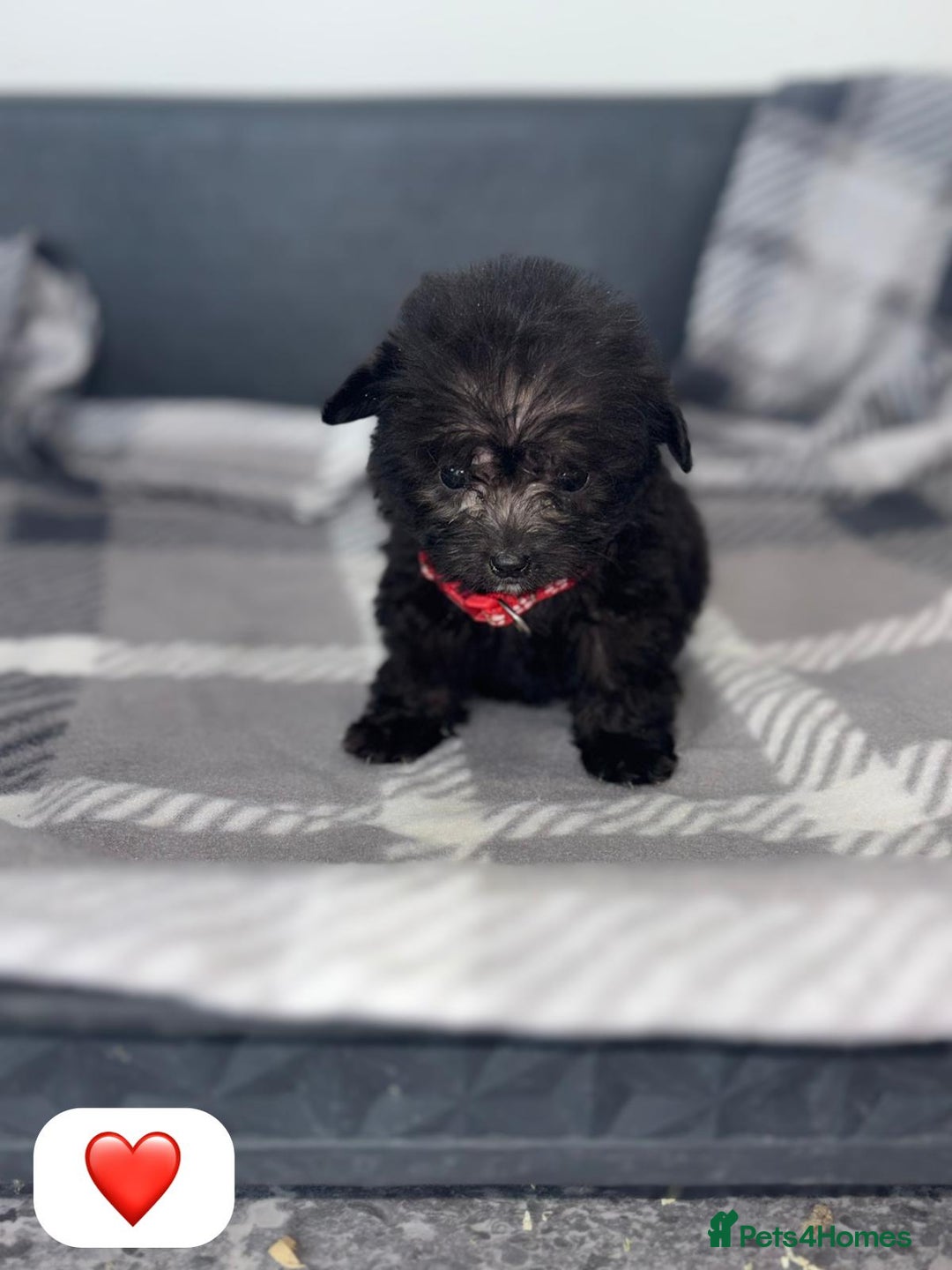 Cockapoo dogs for sale: Beautiful Cockapoo Babies🐶❤️ - Image 6