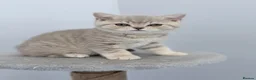 British Shorthair cats for sale: last GCCF British shorthair kitten to reserve - Advert 22