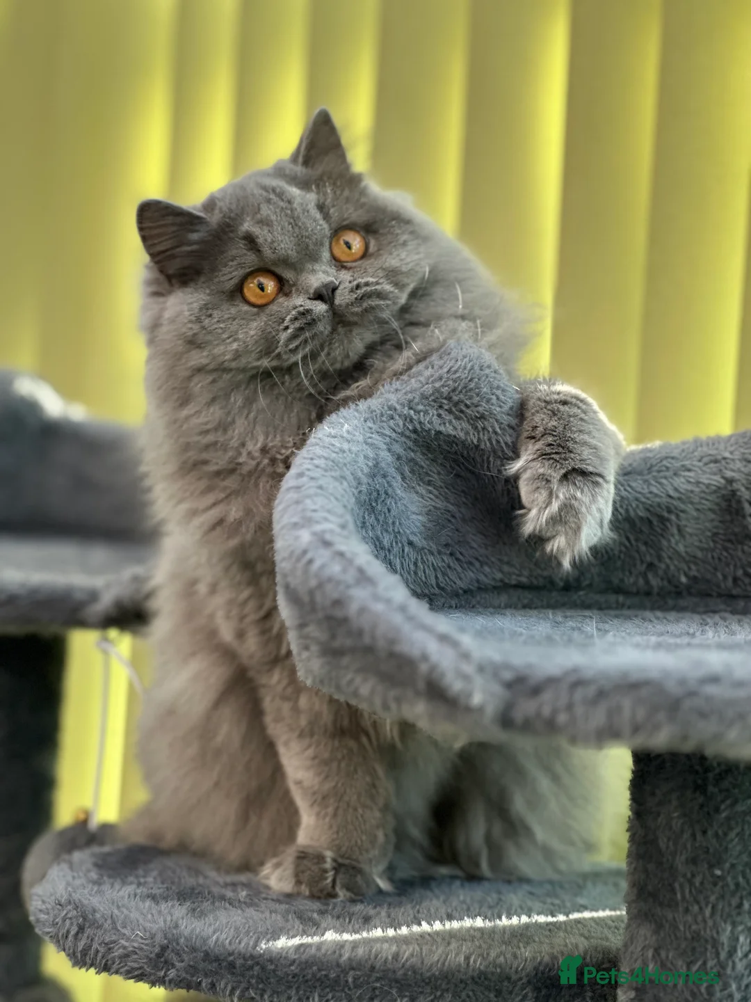 British Longhair cats for sale: Beautiful British Blue Longhair Girl  - Advert 5
