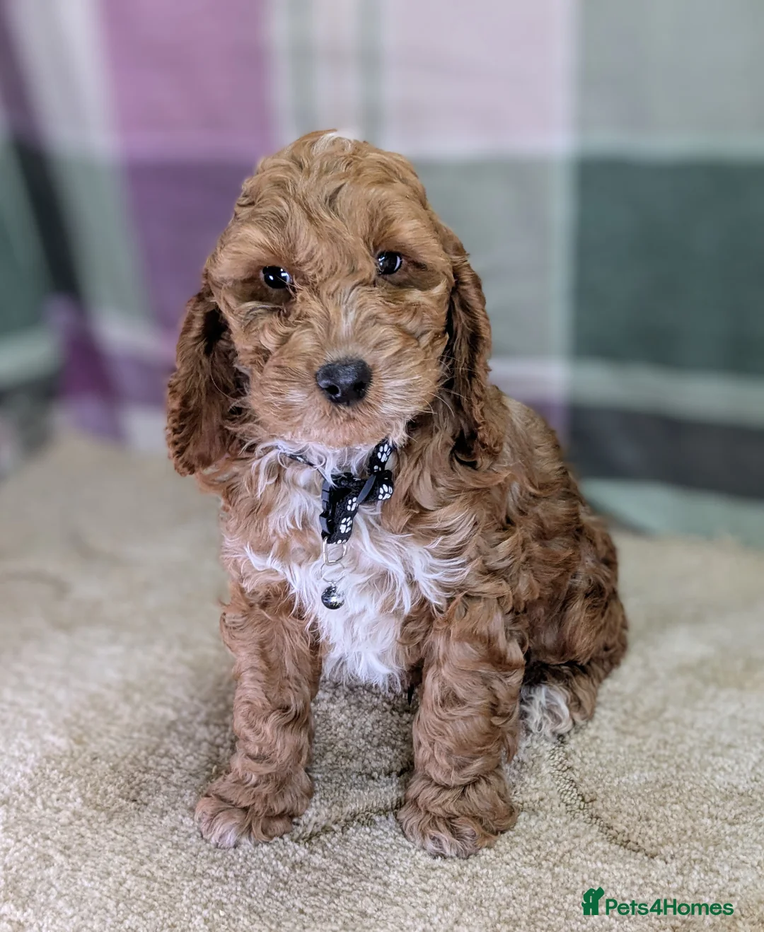Cockapoo dogs for sale: Your Next Furry Family Member Awaits!  - Advert 7