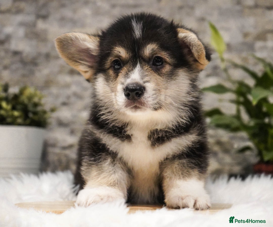 Welsh Corgi Pembroke dogs for sale: Welsh Corgi (Pembroke) - Advert 15