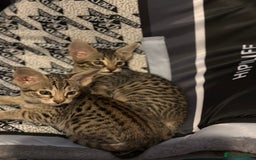 Savannah cats for sale: Savannah F4 girl kittens - Image 4