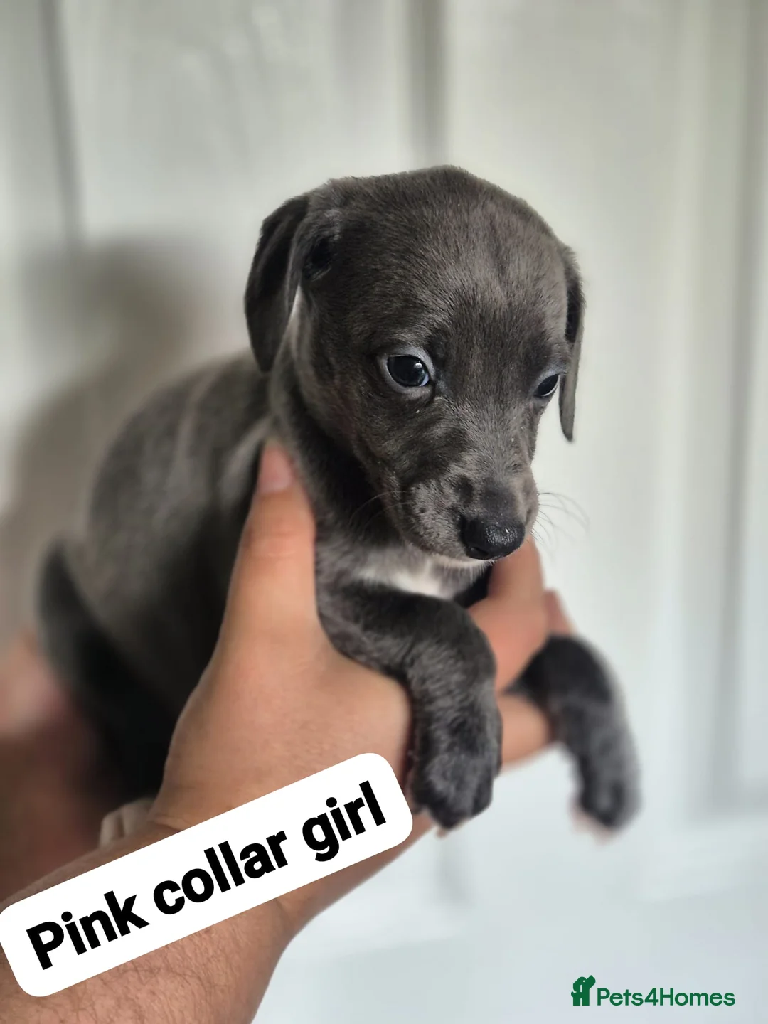 Whippet dogs for sale: Beautiful litter of Whippets - Advert 12