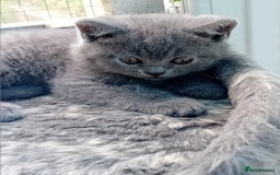 British Shorthair cats for sale: Beautiful British short-hair kittens  - Image 16
