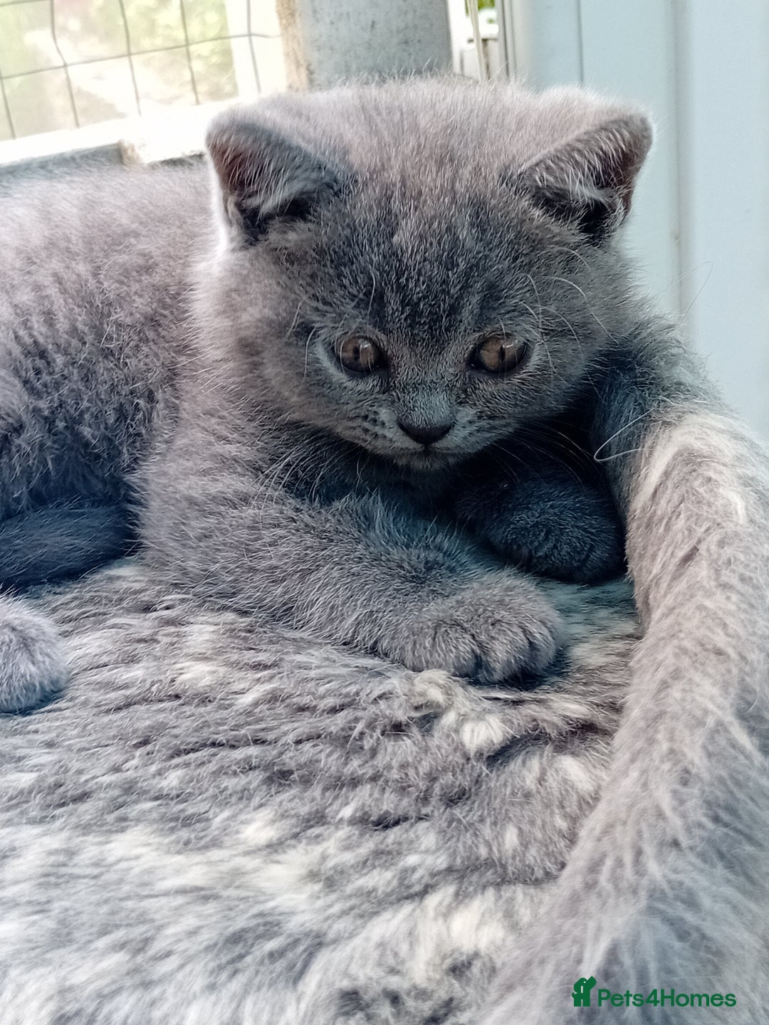 British Shorthair cats for sale: Beautiful British short-hair kittens  - Image 16