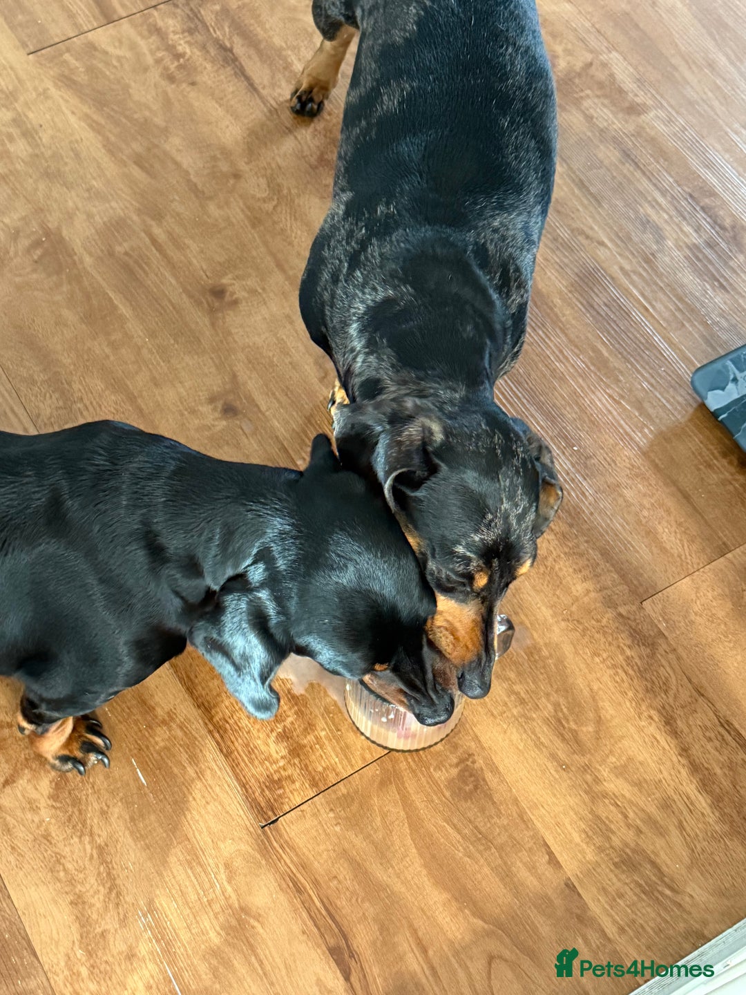 Miniature Dachshund dogs for sale: LADY & RUBY - Advert 3