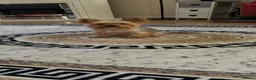 Yorkshire Terrier dogs for sale: Yorkshire Terrier puppies  - Advert 1