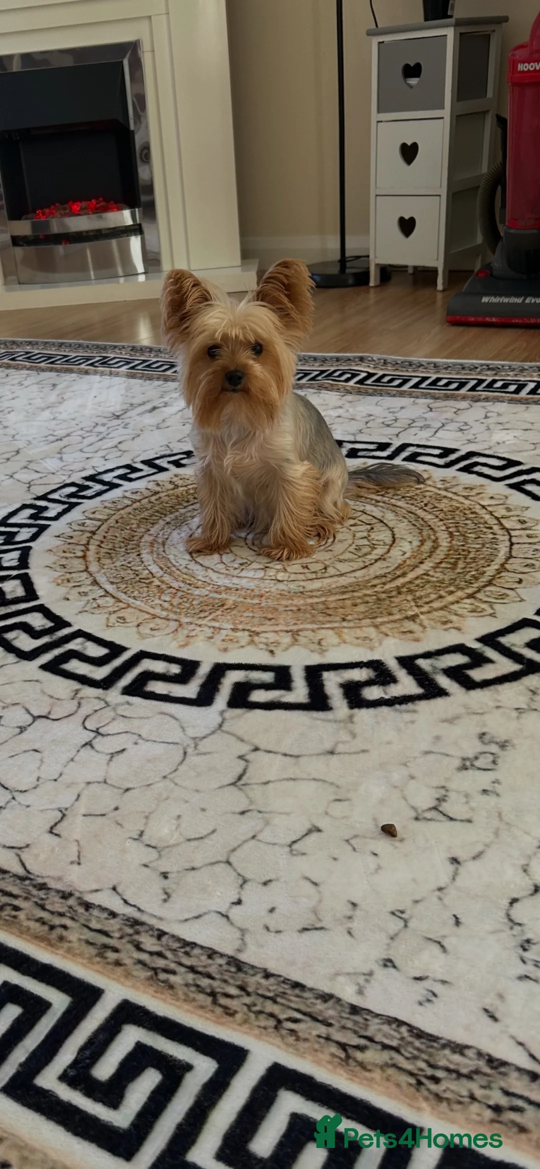 Yorkshire Terrier dogs for sale: Yorkshire Terrier puppies  - Advert 1