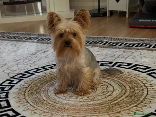 Yorkshire Terrier dogs Yorkshire Terrier puppies - Advert 3