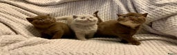 British Shorthair cats for sale: GCCF British shorthair kittens  - Advert 2