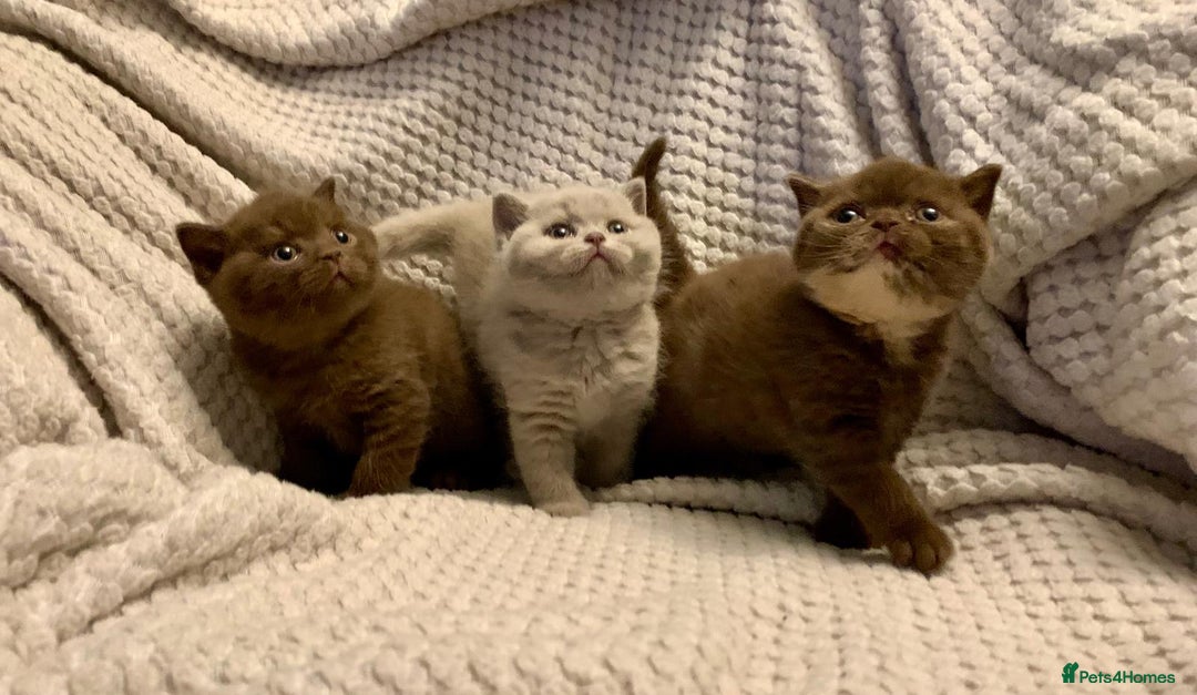 British Shorthair cats for sale: GCCF British shorthair kittens  - Advert 2