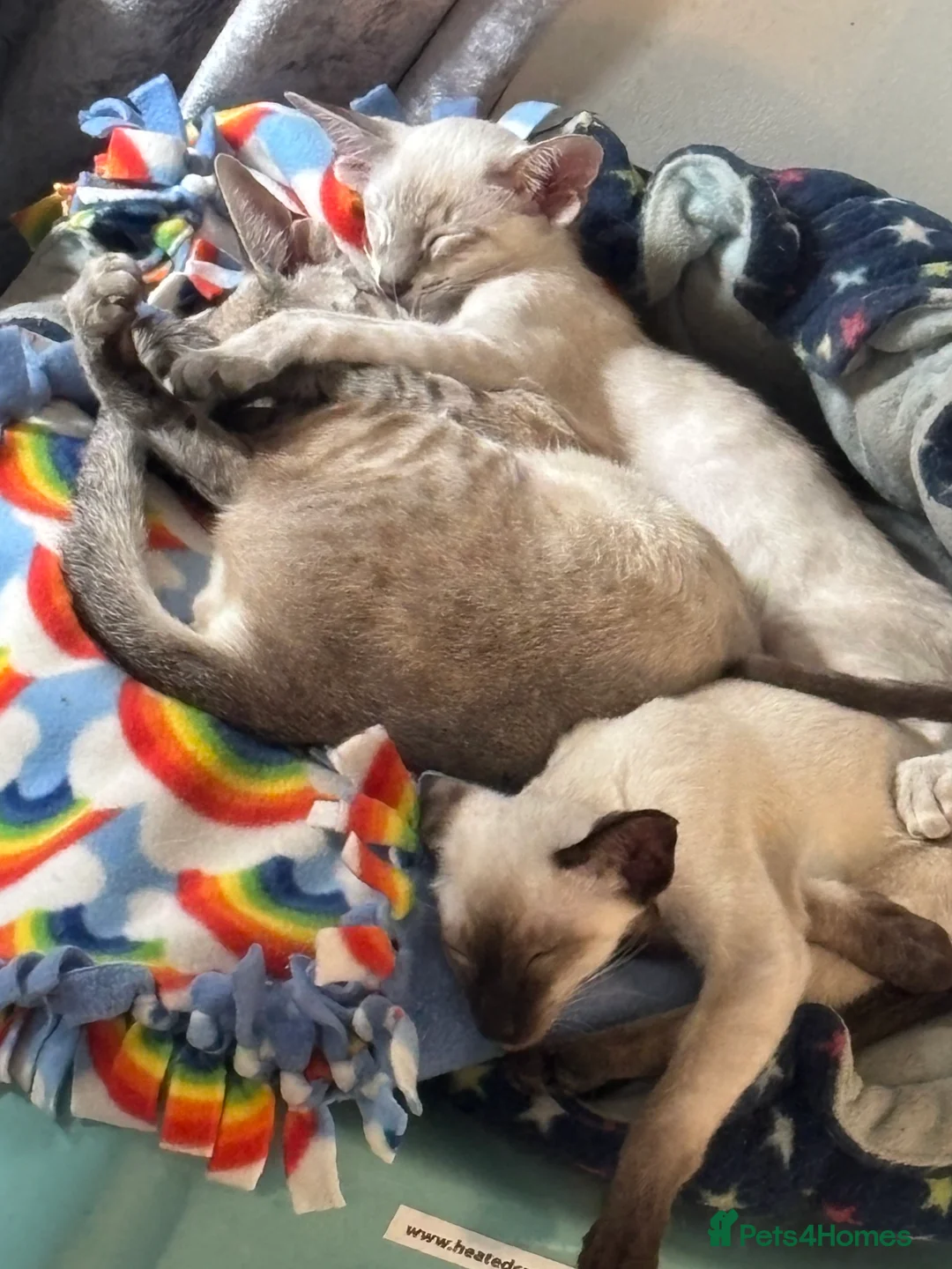 Siamese cats for sale: GCCf registered/show champion bloodlines in Cupar - Advert 2