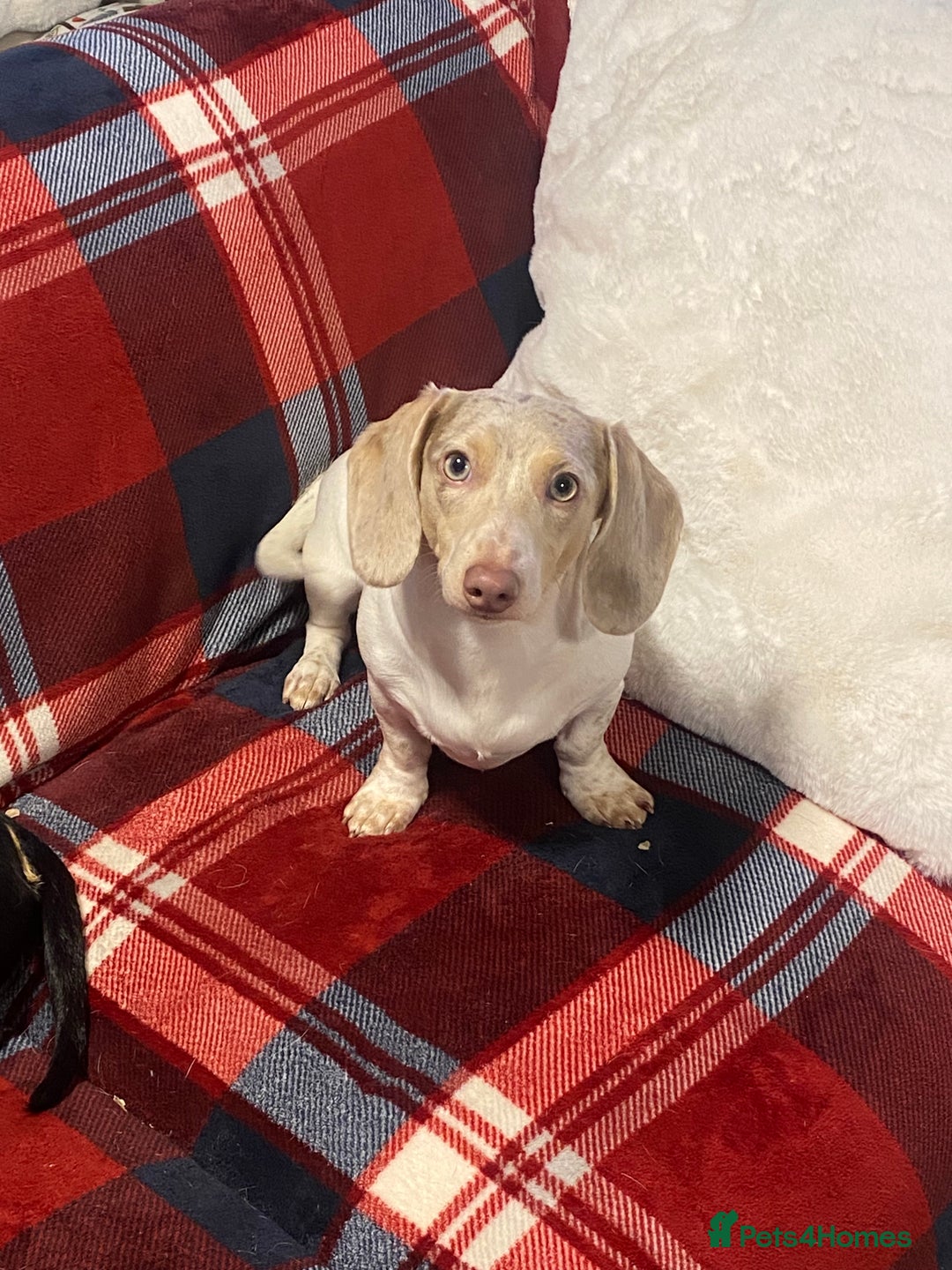 Miniature Dachshund dogs for sale: PRA Clear KC Registered Mini Dachshunds - Advert 19