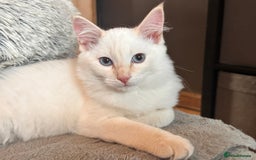 Ragdoll cats for sale: Calico Ragdoll kitten  - Image 3