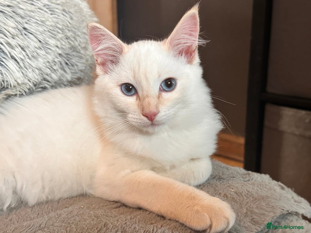 Ragdoll cats for sale: Calico Ragdoll kitten  - Image 3