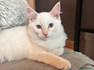 Ragdoll cats - Advert 19