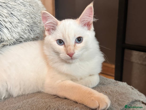 Ragdoll cats - Advert 6