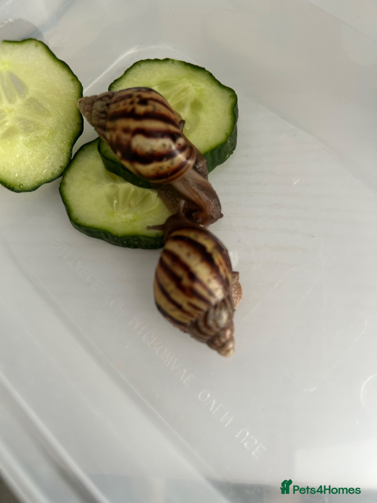 Snails invertebrates Giant african land snails £8 for 2  - Advert 1