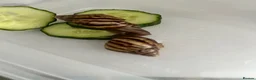 Snails invertebrates for sale: Giant african land snails £8 for 2  - Advert 1