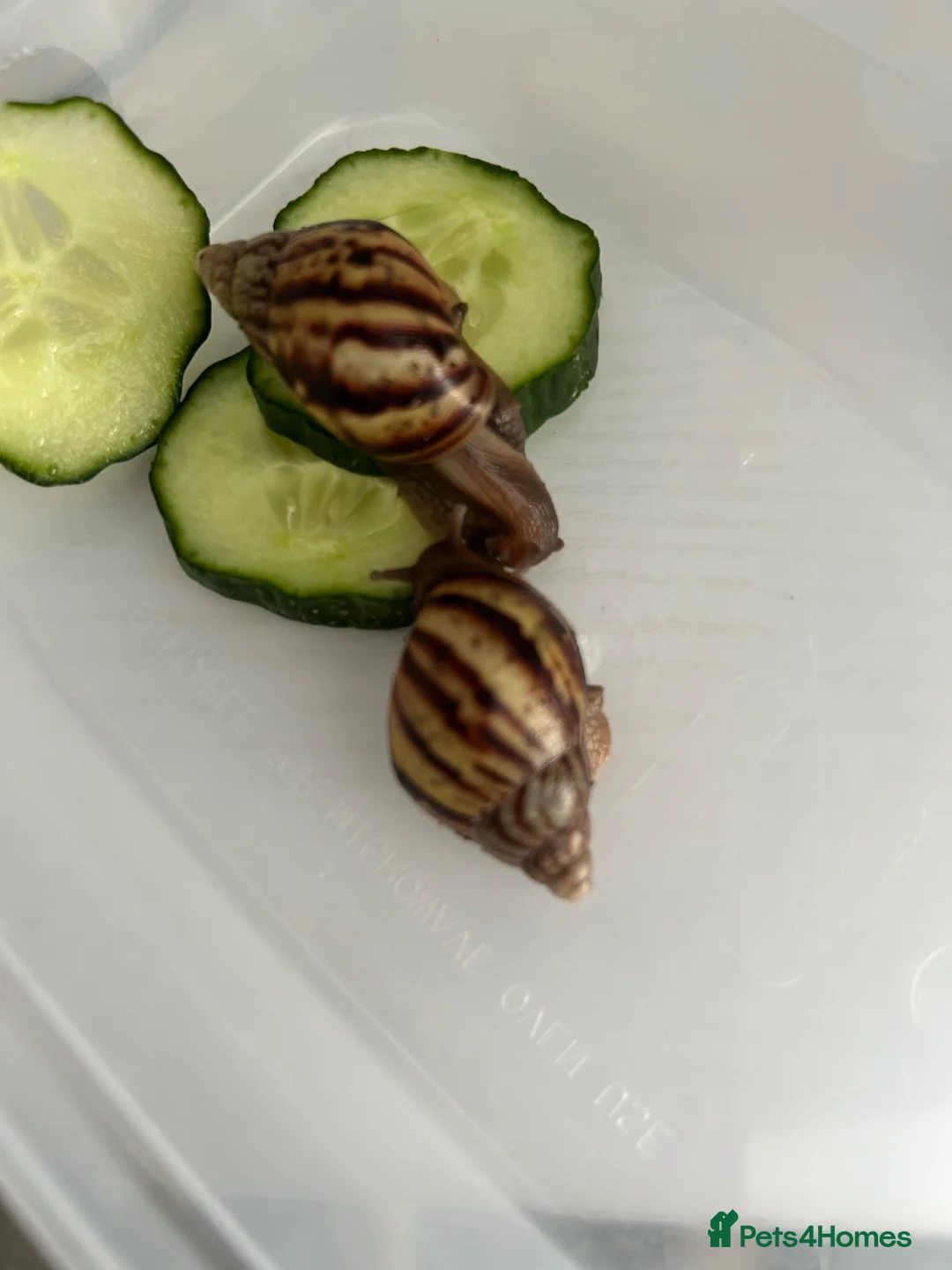 Snails invertebrates for sale: Giant african land snails £8 for 2  - Advert 1